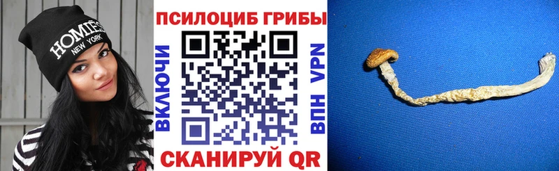 KRAKEN ТОР  Пестово  Галлюциногенные грибы Psilocybe 